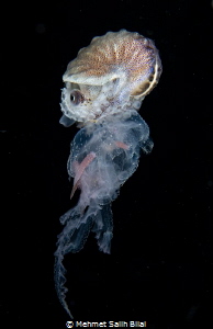 Female paper nautilus on the jellyfish.
Blackwater dive.... by Mehmet Salih Bilal 